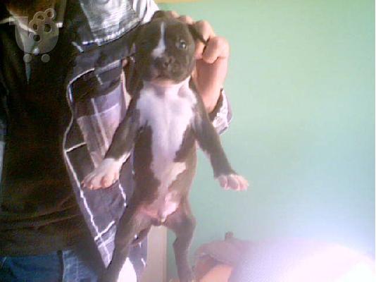 PoulaTo: πωλουνται κουταβια pitbull